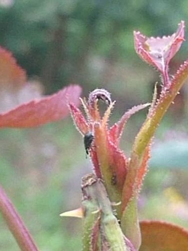 バラの害虫の症状と被害と対策 Beginners Garden