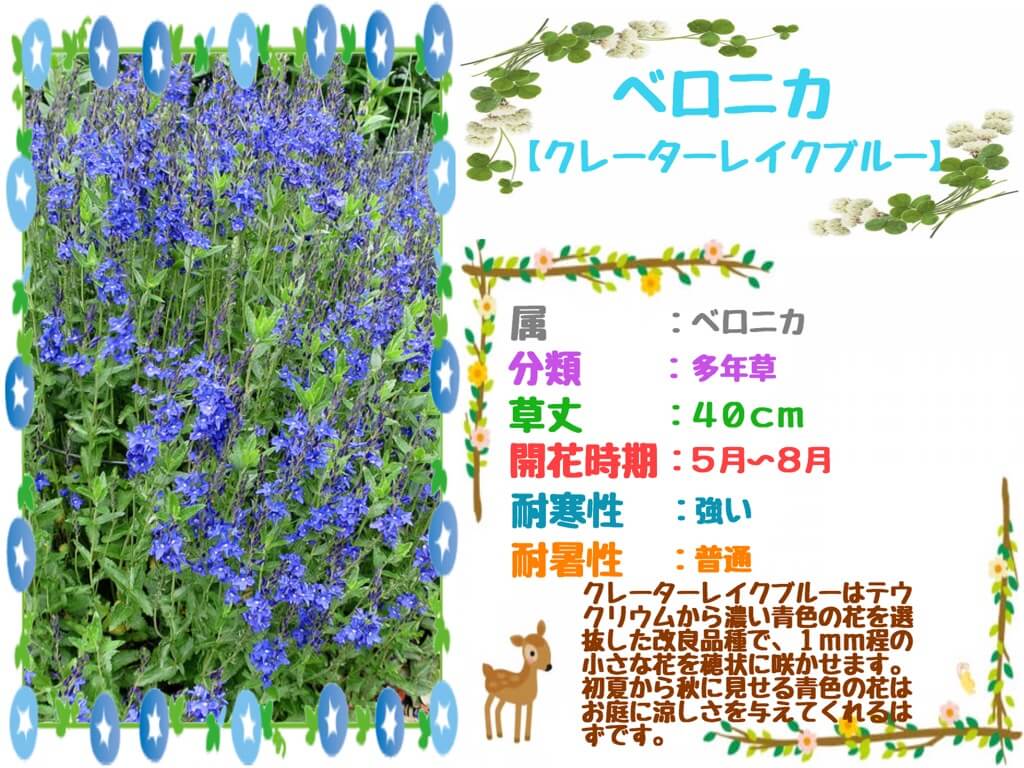 ベロニカ属 クレーターレイクブルー 特徴 Beginners Garden