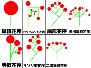 花序の種類