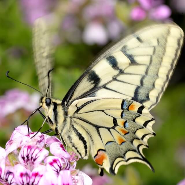 蝶を呼ぶおすすめの蜜源植物や食草 バタフライガーデンの作り方 Beginners Garden