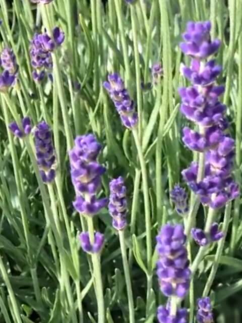 上イングリッシュラベンダー 種類 最高の花の画像