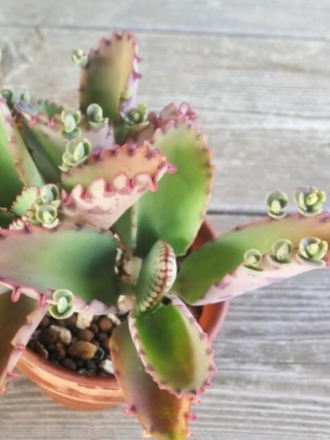 子宝弁慶草 楽天 Beginners Garden