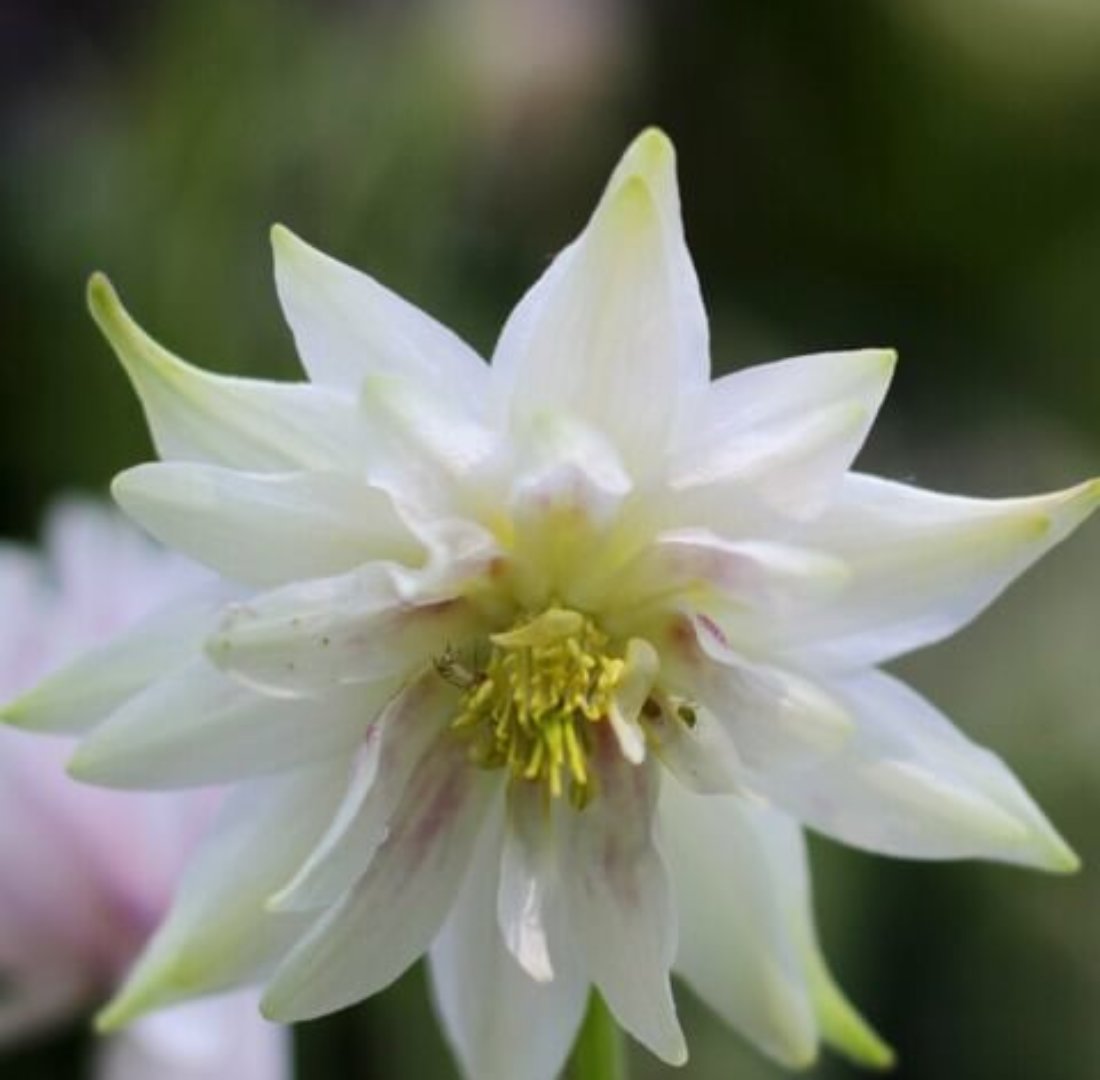 オダマキの種類、珍しい品種と主な種の特徴と育て方。 BEGINNERS GARDEN