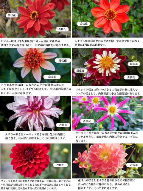 色々なダリアの種類を花形から紹介 主なダリアの種の特徴と育て方の解説 Beginners Garden