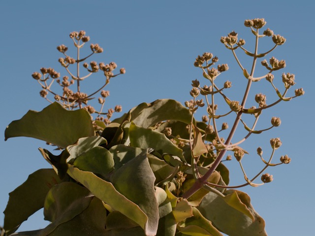 カランコエ ベハレンシス種 の育て方や増やし方 Beginners Garden