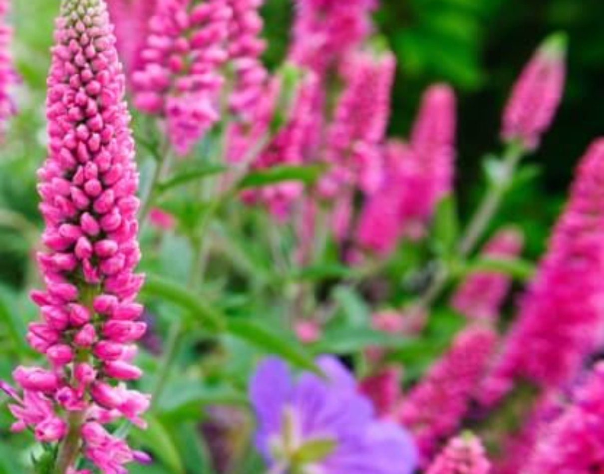 ベロニカ ファーストキス の育て方や増やし方 花蜂の蜜源 Beginners Garden