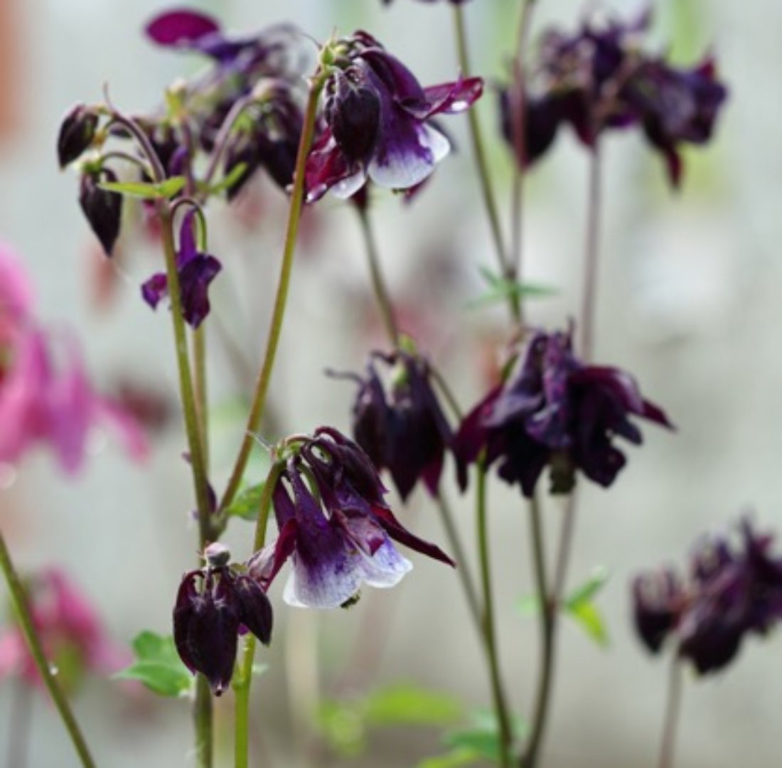 オダマキの種類、珍しい品種と主な種の特徴と育て方。 BEGINNERS GARDEN