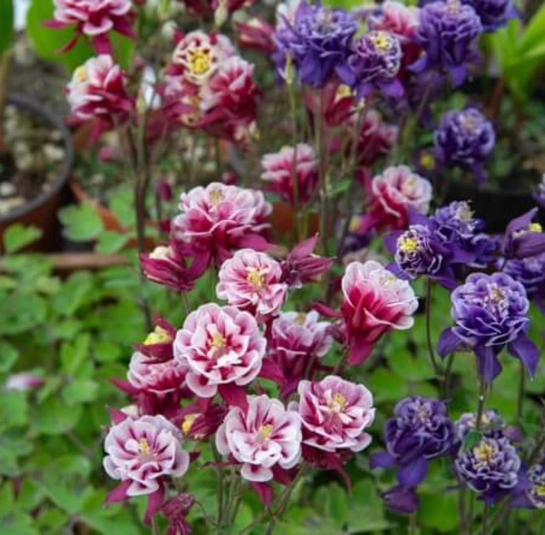 オダマキの種類、珍しい品種と主な種の特徴と育て方。 BEGINNERS GARDEN