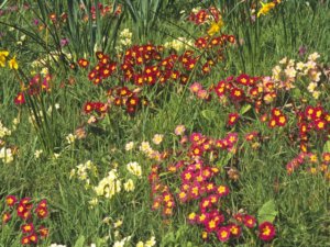 プリムラの種類と主な種 珍しい園芸品種の紹介 Beginners Garden