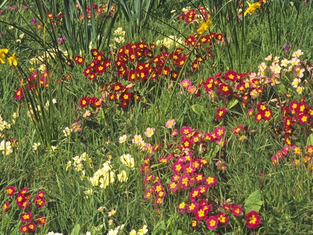 プリムラ ポリアンサ種 の特徴や育て方 夏越しの方法等の紹介 クリンザクラ Beginners Garden