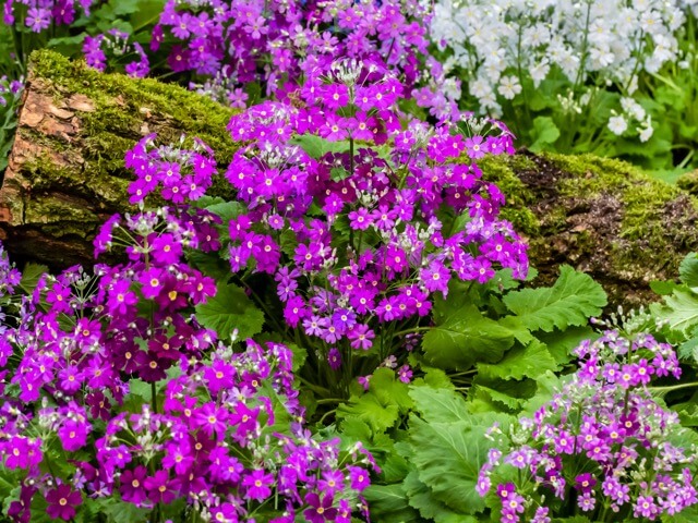 プリムラの珍しい種類 主な種とおすすめの園芸品種の紹介 21 Beginners Garden
