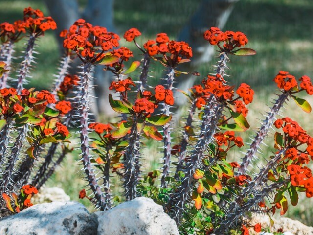 ハナキリン Euphorbia Milii の特徴や育て方 Beginners Garden