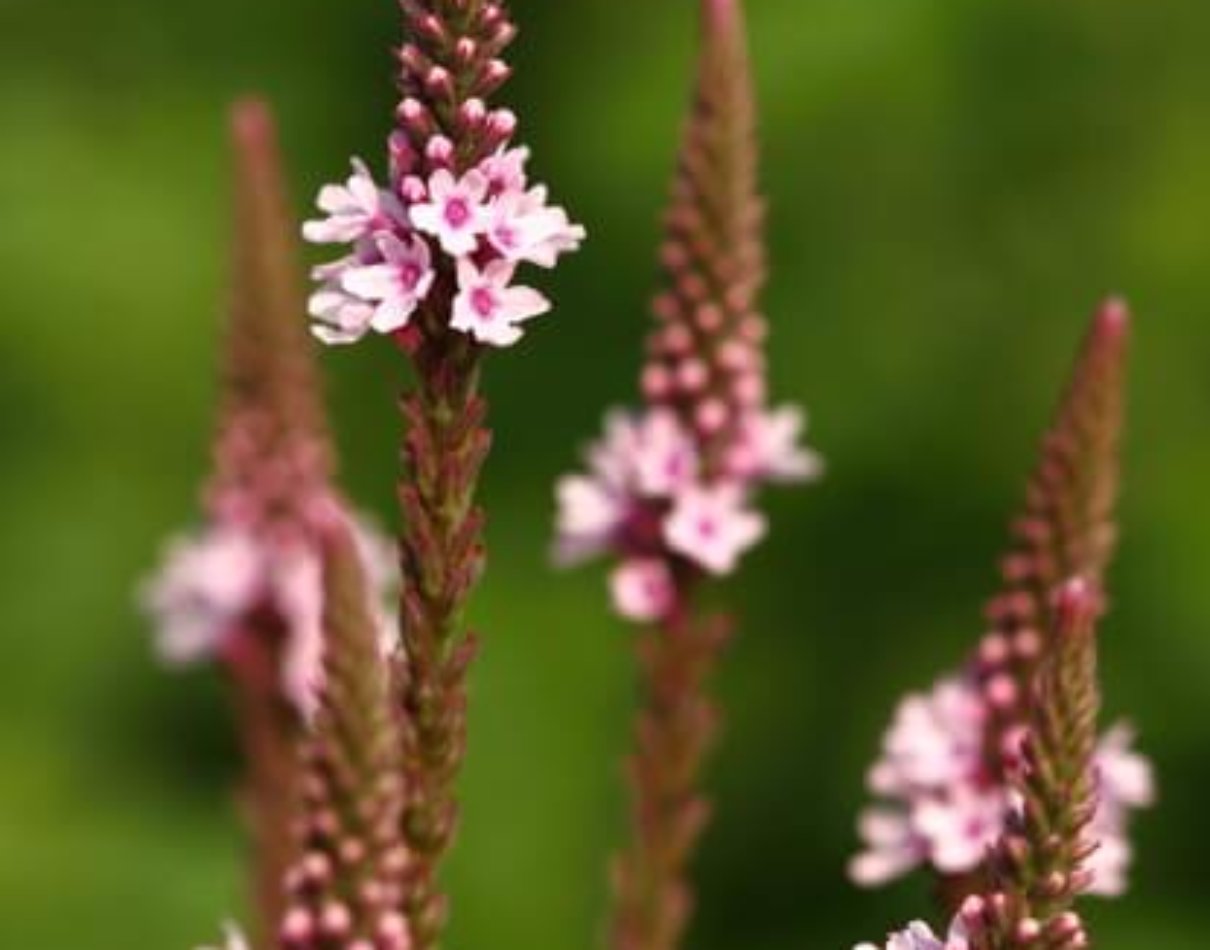 バーベナの珍しい種類 主な種とおすすめの園芸品種の紹介 21 Beginners Garden