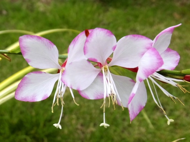 ガウラ サマーエモーション の特徴や育て方 増やし方等の紹介 白蝶草 Beginners Garden