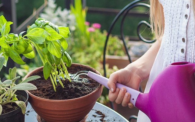 植物を植えたプランターに水やり