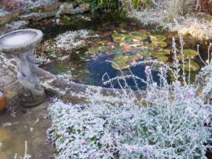 霜の降りた庭