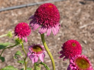 エキナセアの珍しい種類 主な種と園芸品種の紹介 Beginners Garden