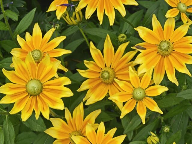 ルドベキア プレーリーサン の特徴や育て方 切り花の楽しみ方などの紹介 Beginners Garden