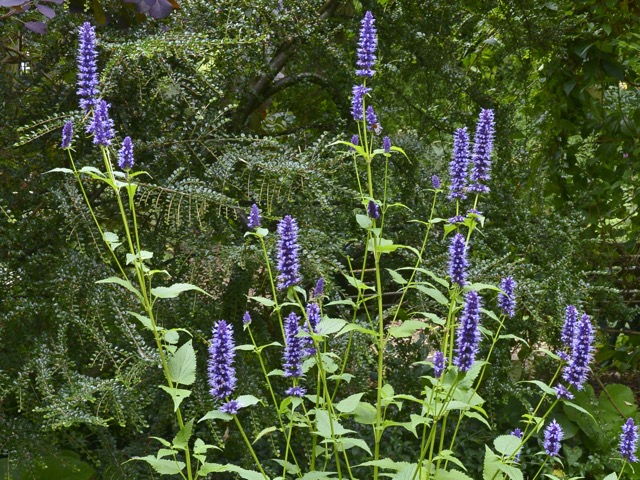 アガスターシェ ルゴサ種 の特徴や育て方 増やし方等の紹介 コリアンミント Beginners Garden