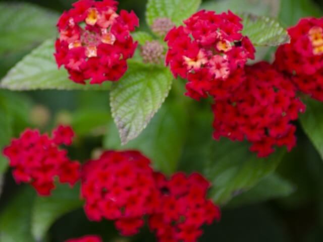 カマラ種のバンダナ