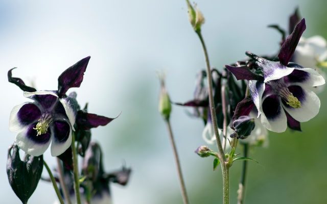 ウィリアムギネスは黒色の花を咲かせるオダマキです。