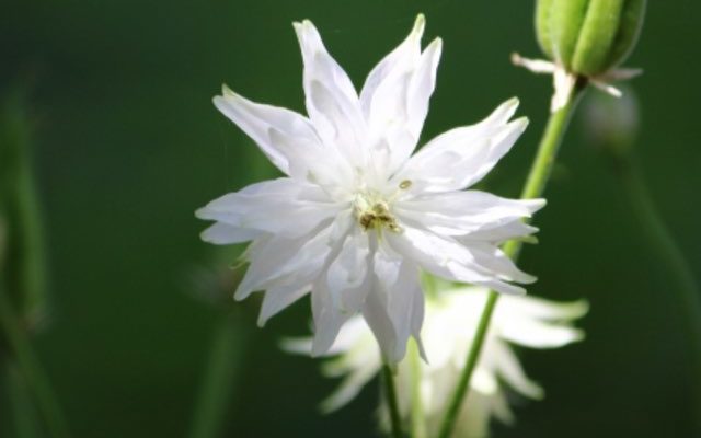 ホワイトバロウは白色の八重咲きする花を咲かせるオダマキです。
