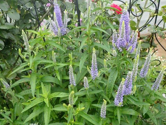 ベロニカ ブルーシェード の特徴や育て方 増やし方等の紹介 Beginners Garden