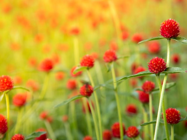 フェアリーミックス タキイ種苗のタネ  新しい季節 種子 千日紅