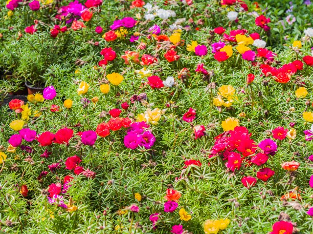 沢山の花を咲かせるおすすめのグランドカバーを紹介 21 Beginners Garden