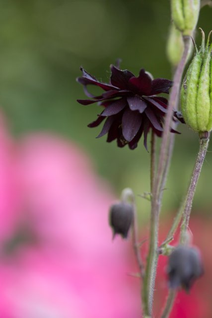 セイヨウオダマキ ブラックバロウ の特徴や育て方 増やし方等の紹介 ブルガリス種 Beginners Garden