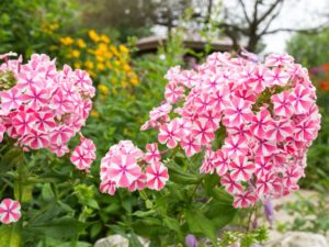 フロックスの珍しい種類 主な種とおすすめの園芸品種の紹介 21 Beginners Garden