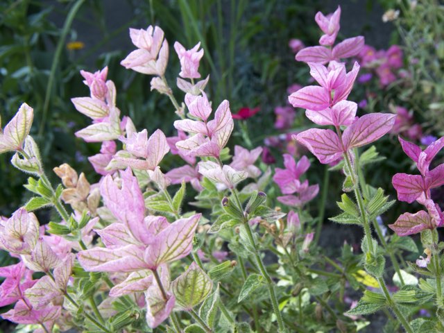 ペインテッドセージの特徴や育て方 種まきの時期や方法 サルビア ビリディス Beginners Garden