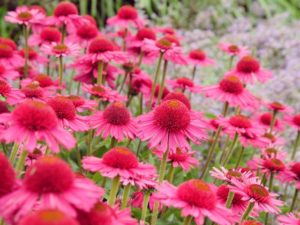 絶対おすすめしたい開花期間の長い育て易い花10選 A 21 Beginners Garden