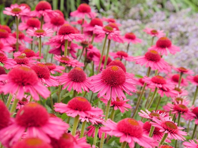 ほったらかしで毎年咲くおすすめの花を紹介 21 Beginners Garden