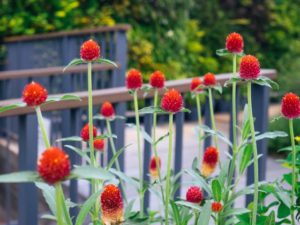 千日紅の珍しい種類 主な種や園芸品種の紹介 Beginners Garden