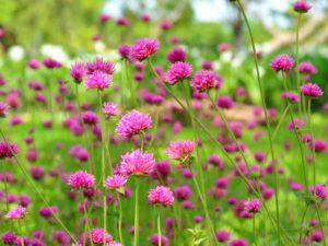おすすめの背の高い花や多年草 低木等を55種類紹介 21 Beginners Garden