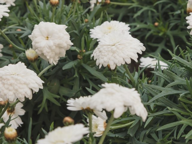 マーガレット ミニダブルホワイト の特徴や育て方 夏越しの方法などの紹介 Beginners Garden