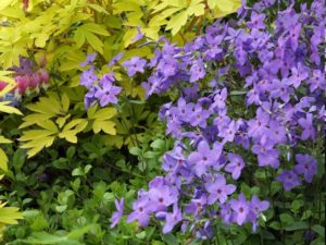 フロックスの珍しい種類 主な種とおすすめの園芸品種の紹介 21 Beginners Garden