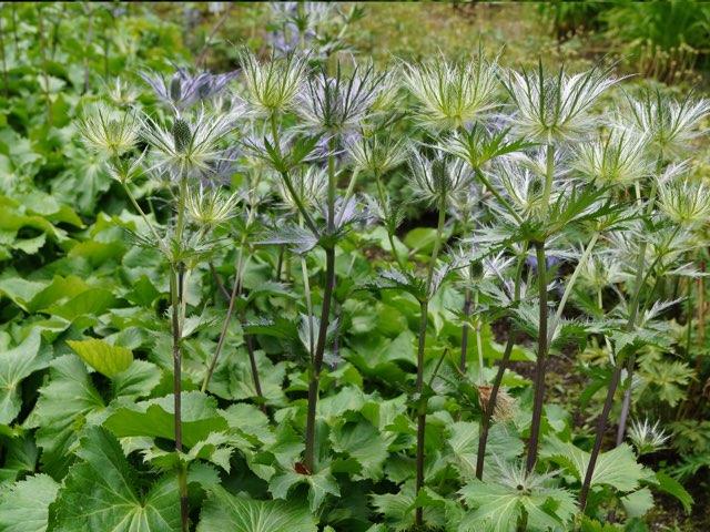 エリンジウム アルピナム種 の育て方や増やし方 園芸品種の紹介 Beginners Garden