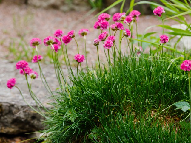 アルメリア アルピナ種 の育て方や増やし方 園芸品種の紹介 Beginners Garden