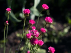 アルメリアの珍しい種類 主な種と園芸品種の紹介 21 Beginners Garden