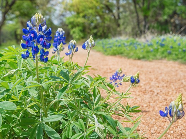 テキサスルピナスの特徴や育て方などの紹介 テキサス ブルーボネット Beginners Garden