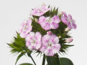 ナデシコ ダイアンサス の珍しい種類 主な種や園芸品種の紹介 21 Beginners Garden