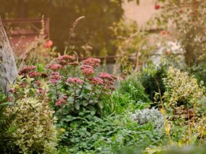 おすすめの多年草や低木を雰囲気や特徴 開花期間等にわけて紹介 2nd Home Beginners Garden