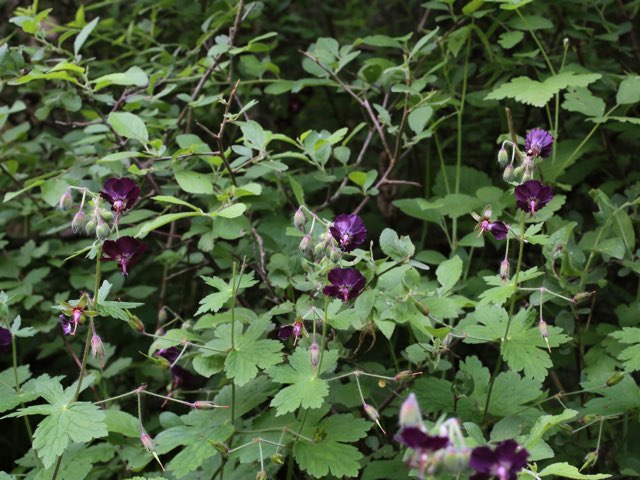 ゲラニウム ファエウム種 の特徴や育て方 増やし方等の紹介 黒花フウロ Beginners Garden
