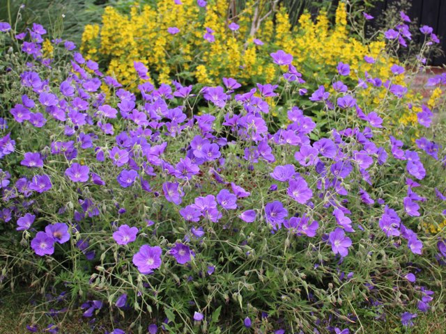 ほったらかしで毎年咲くおすすめの花を紹介 21 Beginners Garden