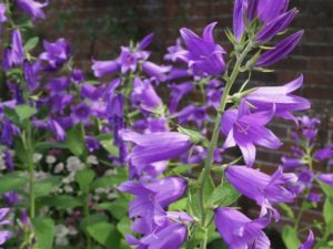 カンパニュラの珍しい種類 主な種とおすすめの園芸品種の紹介 21 Beginners Garden カンパニュラの珍しい種類 主な種とおすすめの園芸品種の紹介 21 Beginners Garden