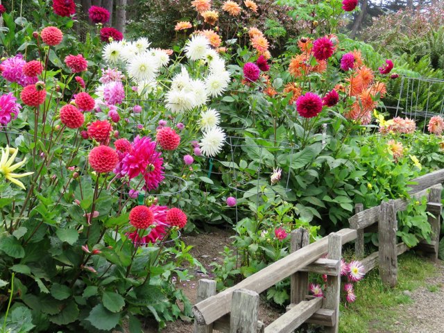 ダリアの特徴や育て方 剪定の時期や方法等の紹介 切り花の水揚げ方法や管理の仕方 Beginners Garden