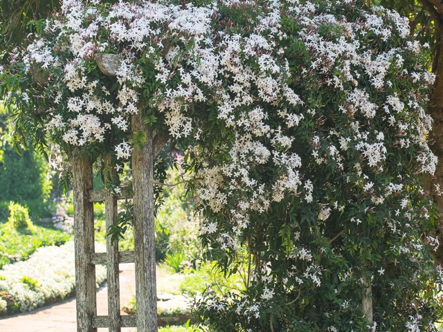ソケイの特徴や育て方 香りの印象や効果等の紹介 コモンジャスミン Beginners Garden