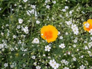 カスミソウの珍しい種類 主な種とおすすめの園芸品種の紹介 Beginners Garden